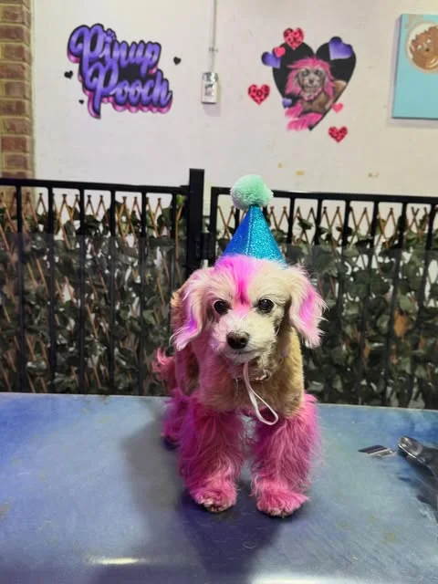 A hot-pink creative groom and a party hat in front of the Pinup Pooch mural