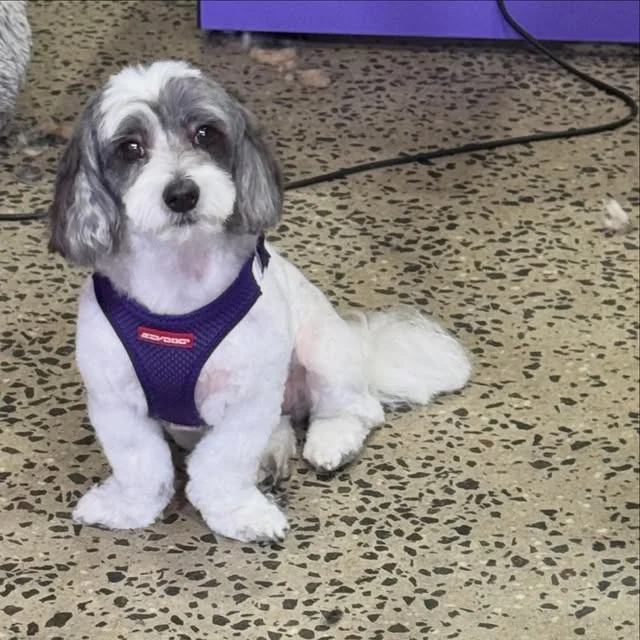 A silver-and-white cavoodle after a full clip and scissor