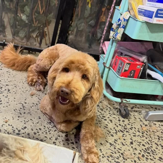 An auburn groodle freshly blow-dried beside the salon's teal trolley